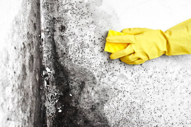 Best Crawl Space Mold Remediation in Grissom Af, IN